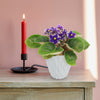 Purple African Violet &