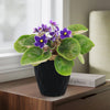 Purple African Violet ‘Devotion’ with bright blooms and fuzzy green leaves on a wooden table beside a book near a sunny window.