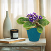 Purple African Violet ‘Devotion’ in a blue pot on a wooden table with a white vase, black candle, book, and sheer curtains behind.