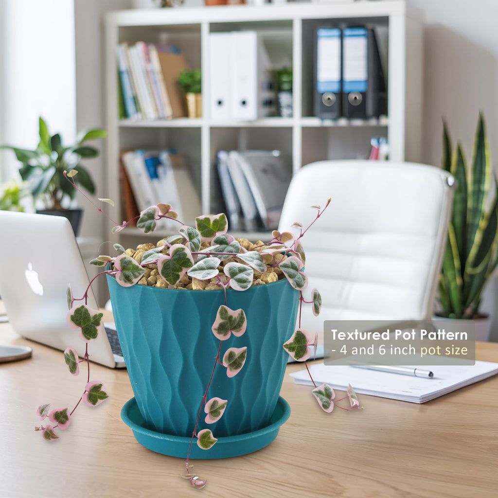 Variegated String of Hearts &