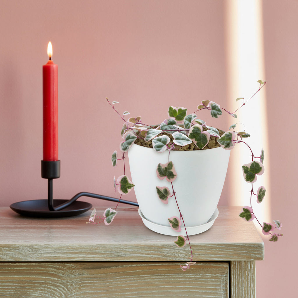 Variegated String of Hearts &