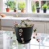 Variegated String of Hearts &