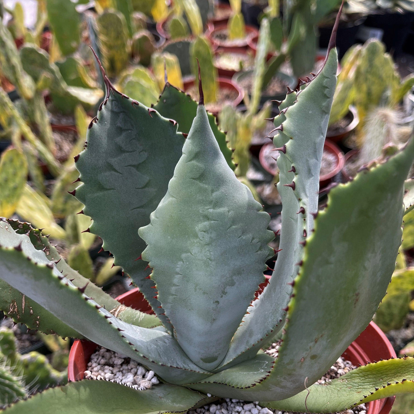 Agave colorata mescal ceniza