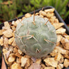 Snowman cactus ‘Tephrocactus geometricus’