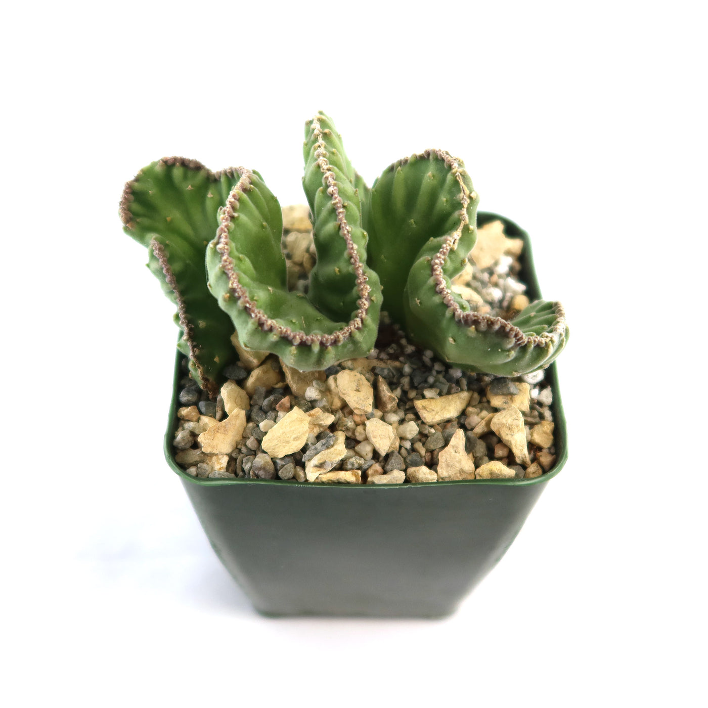 Shop 'Stapelia leendertziae cristata' Care and Growing Guide