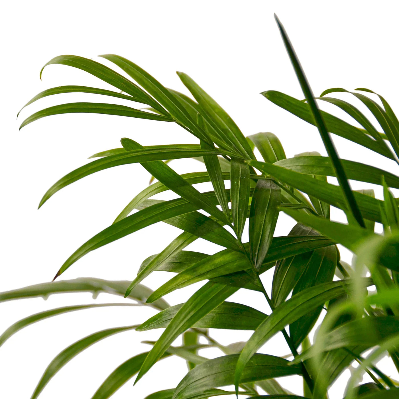 parlor palm benefits Parlor Palm