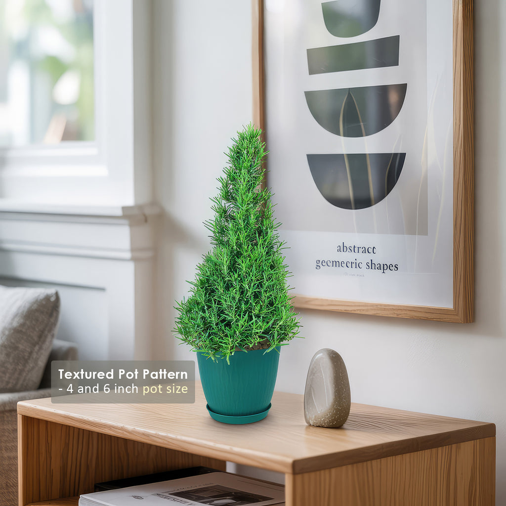 Rosemary Christmas Tree ‘Salvia rosemarinus’