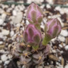 Gymnocalycium tucavocense damsii