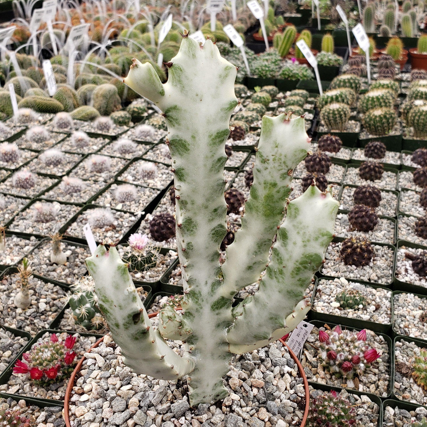 White Ghost Cactus - Euphorbia Lactea variegata