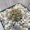 Gymnocalycium tucavocense damsii