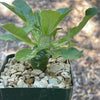 Dorstenia Foetida