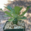 Dorstenia Foetida