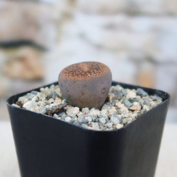 living stone succulent care Shop 'Lithops aucampiae' Care and Growers Guide