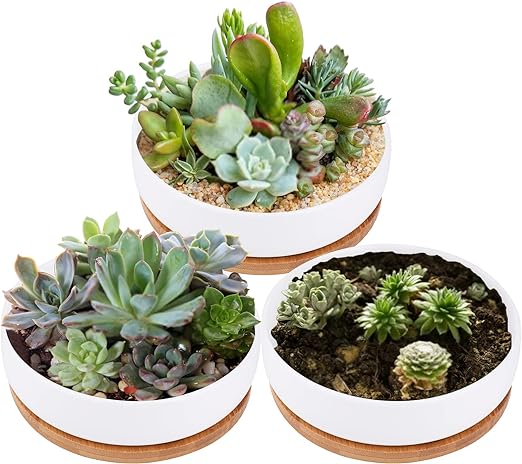 flat succulent planter Circular Shallow Succulent and Cactus Planter with Bamboo Drainage Tray