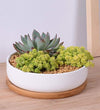 Circular Shallow Succulent and Cactus Planter with Bamboo Drainage Tray