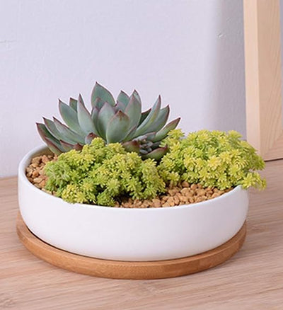 6-Inch Circular Succulent and Cactus Planter with Bamboo Drainage Tray - Ceramic Flower Pot for Garden