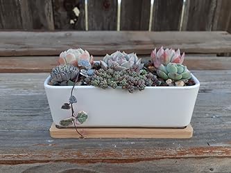 6-inch Rectangular Ceramic Planter with Bamboo Tray: Ideal for Cacti, Bonsai, and Flowers