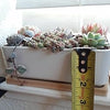 Rectangular Ceramic Planter with Bamboo Tray: Ideal for Cacti, Bonsai, and Flowers