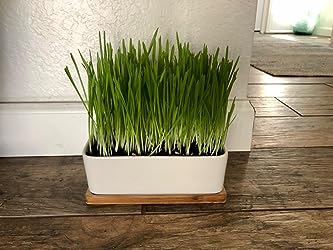 6-inch Rectangular Ceramic Planter with Bamboo Tray: Ideal for Cacti, Bonsai, and Flowers