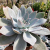 Echeveria cante