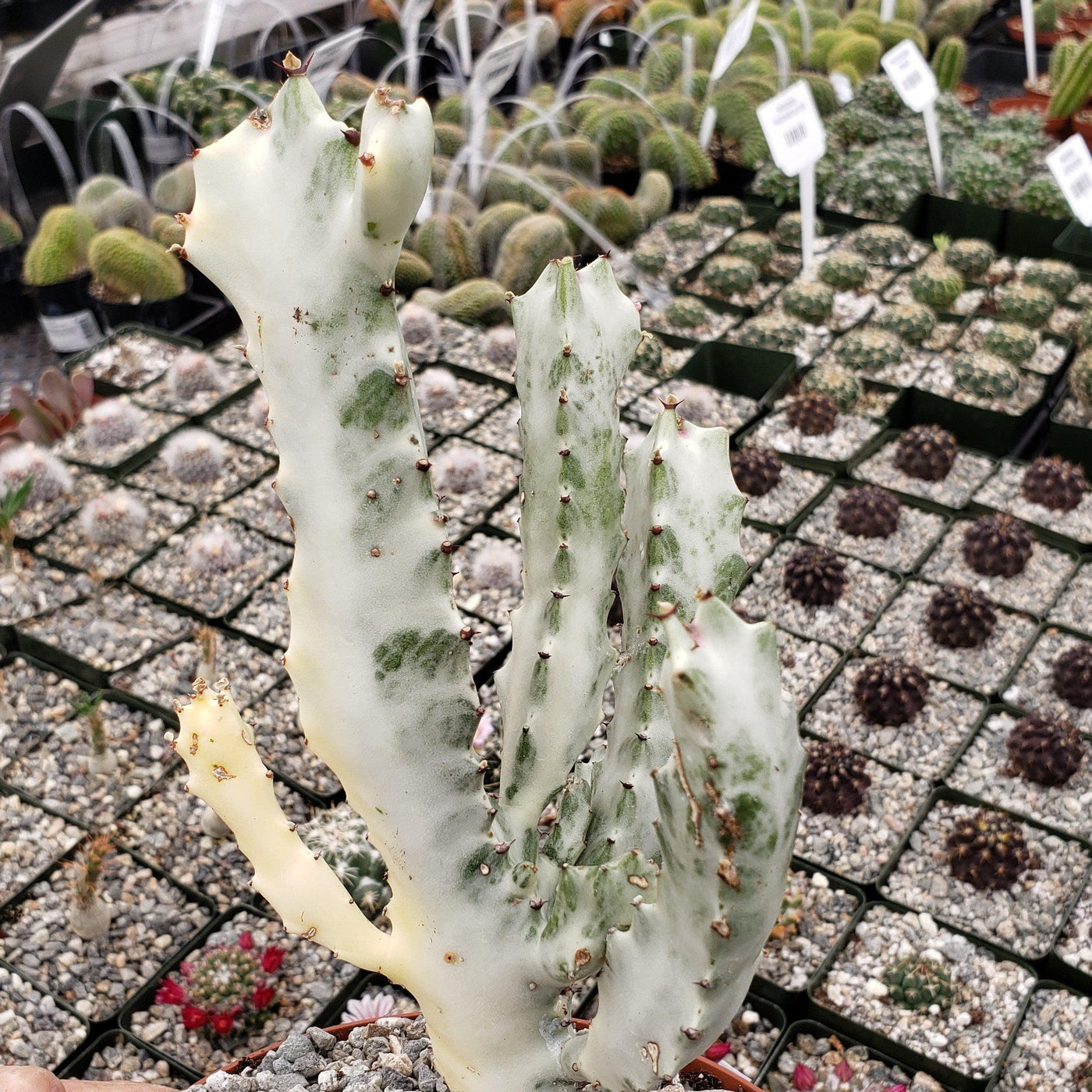 White Ghost Cactus - Euphorbia Lactea variegata