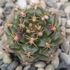 Gymnocalycium tucavocense damsii