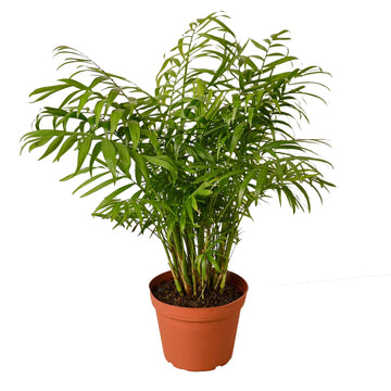 parlor palm height Parlor Palm