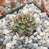 Gymnocalycium tucavocense damsii