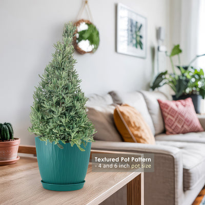 christmas lavender plant Lavender Christmas Tree 6" Pot / Self Watering / Without Pot