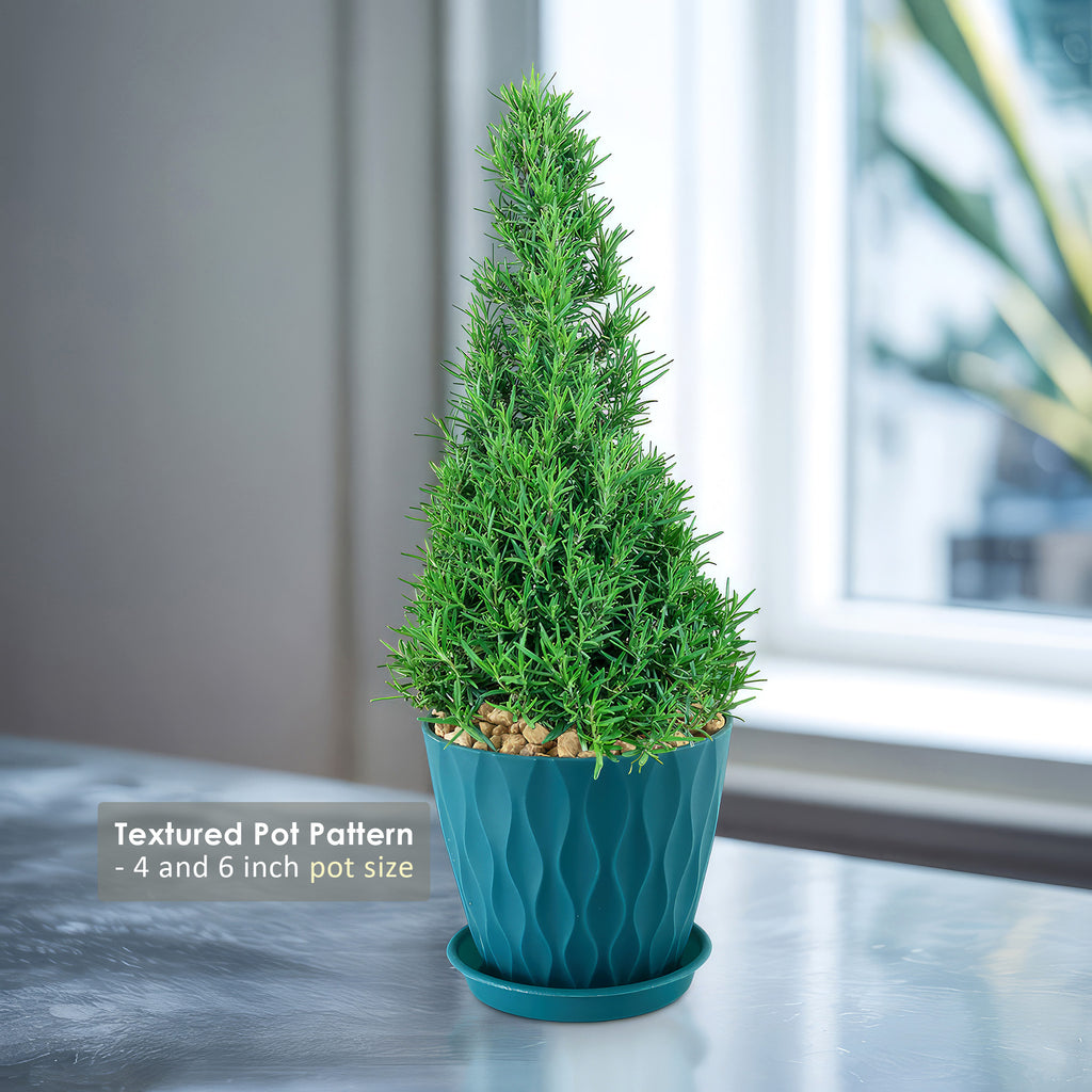 Rosemary Christmas Tree ‘Salvia rosemarinus’