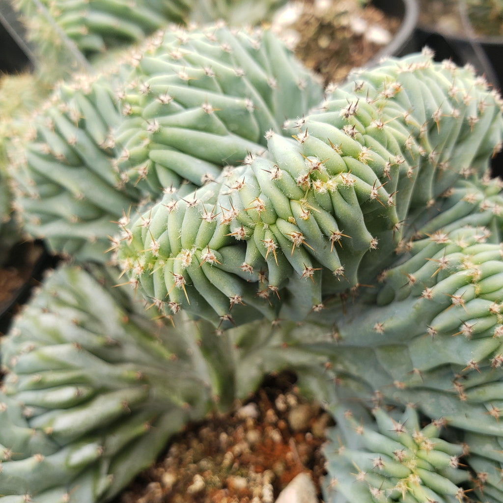 Myrtillocactus geometrizans Crested &