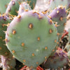 Opuntia Santa Rita Prickly Pear