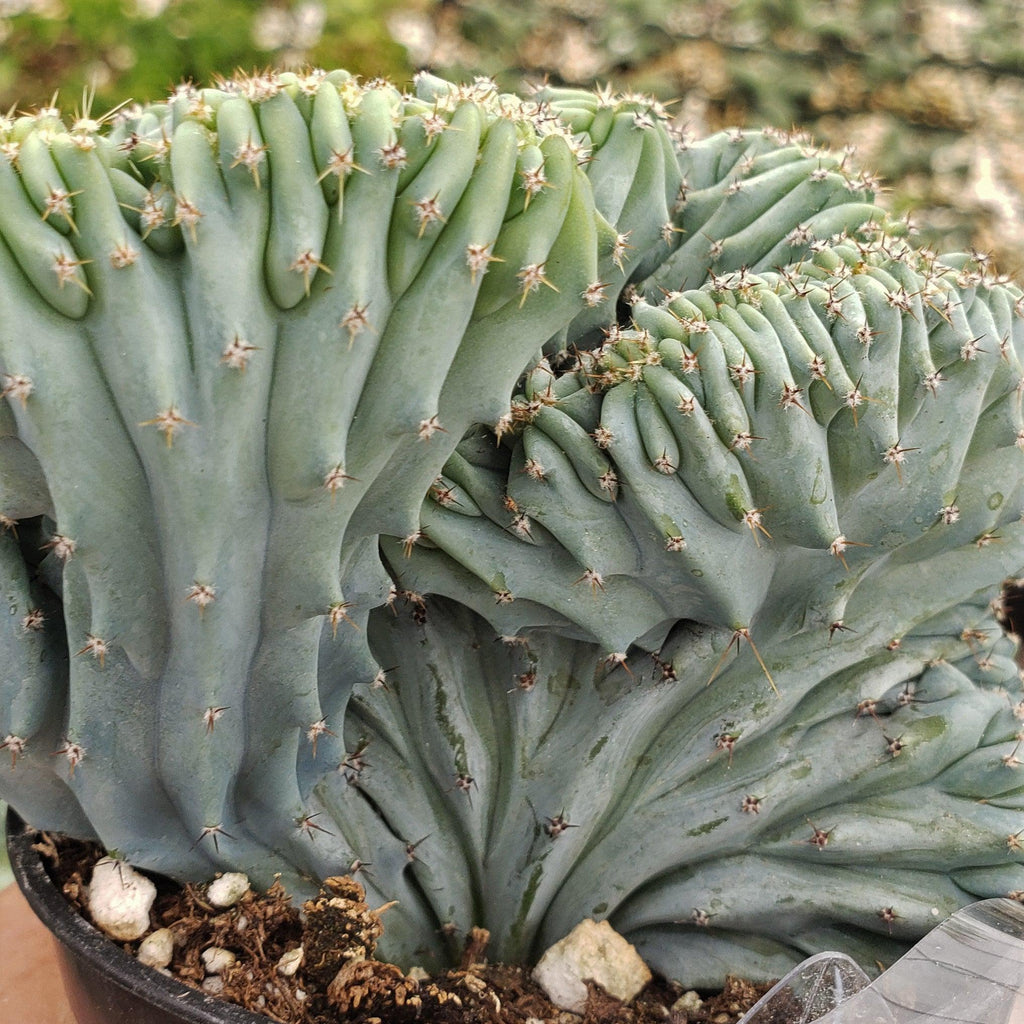 Myrtillocactus geometrizans Crested &