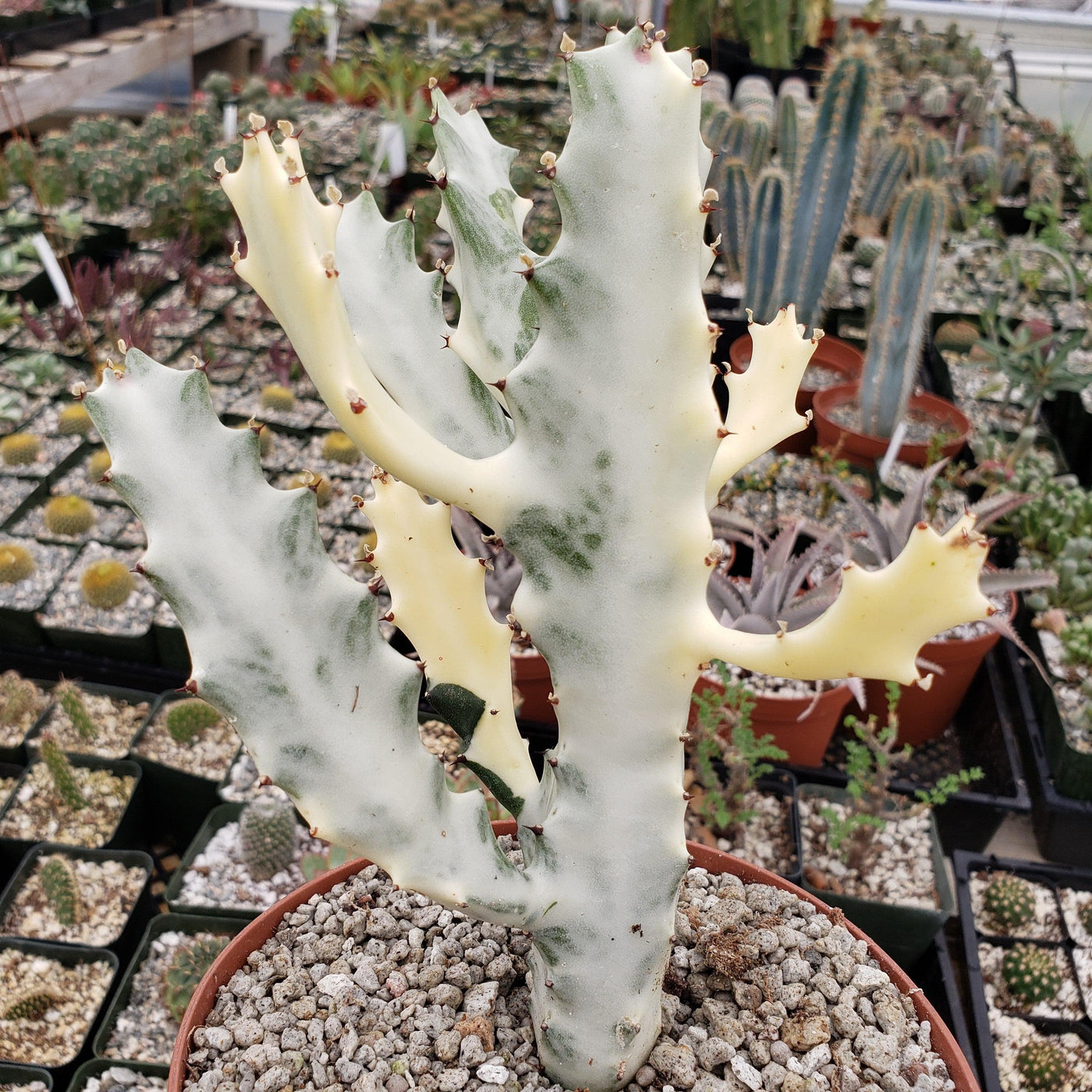 White Ghost Cactus - Euphorbia Lactea variegata