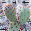 Opuntia Santa Rita Prickly Pear