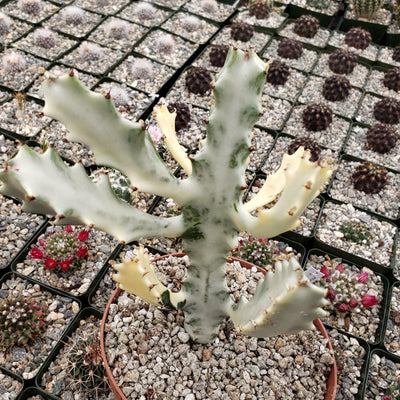 White Ghost Cactus - Euphorbia Lactea variegata