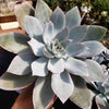 Echeveria cante