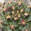 Gymnocalycium tucavocense damsii