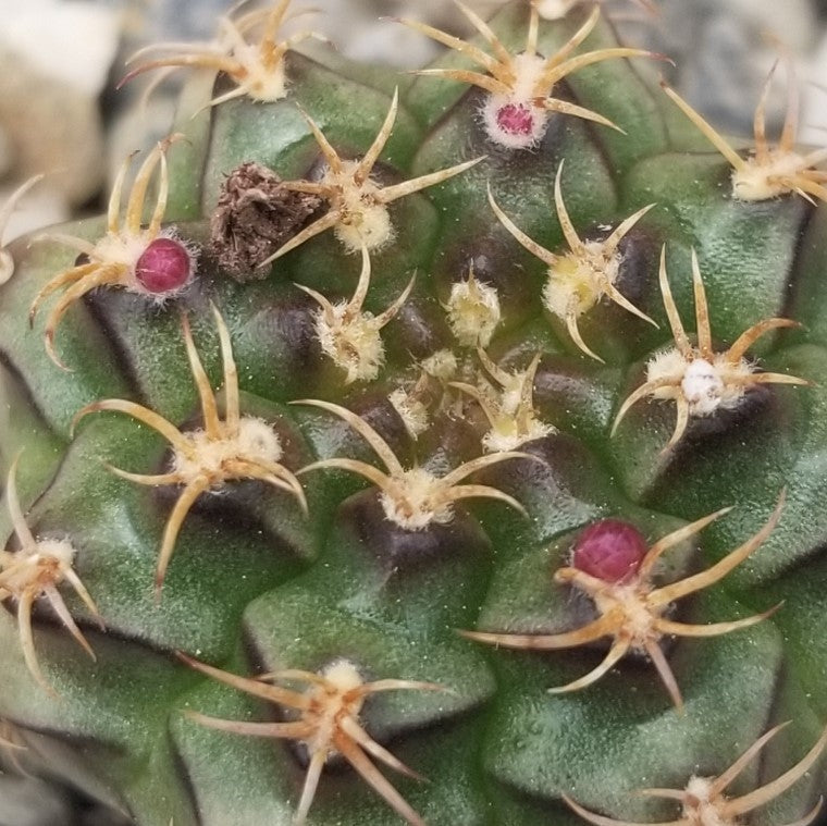 Gymnocalycium tucavocense damsii