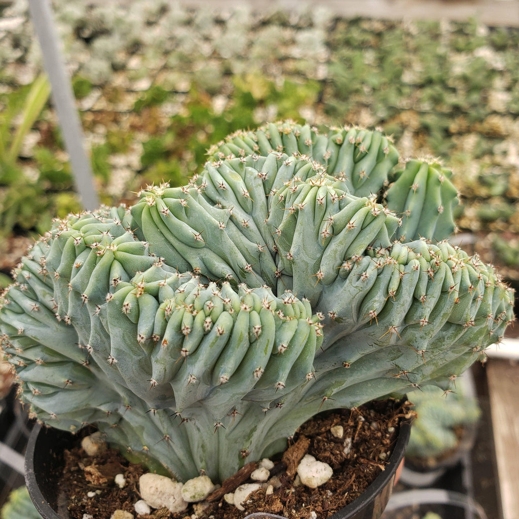 Myrtillocactus geometrizans Crested &