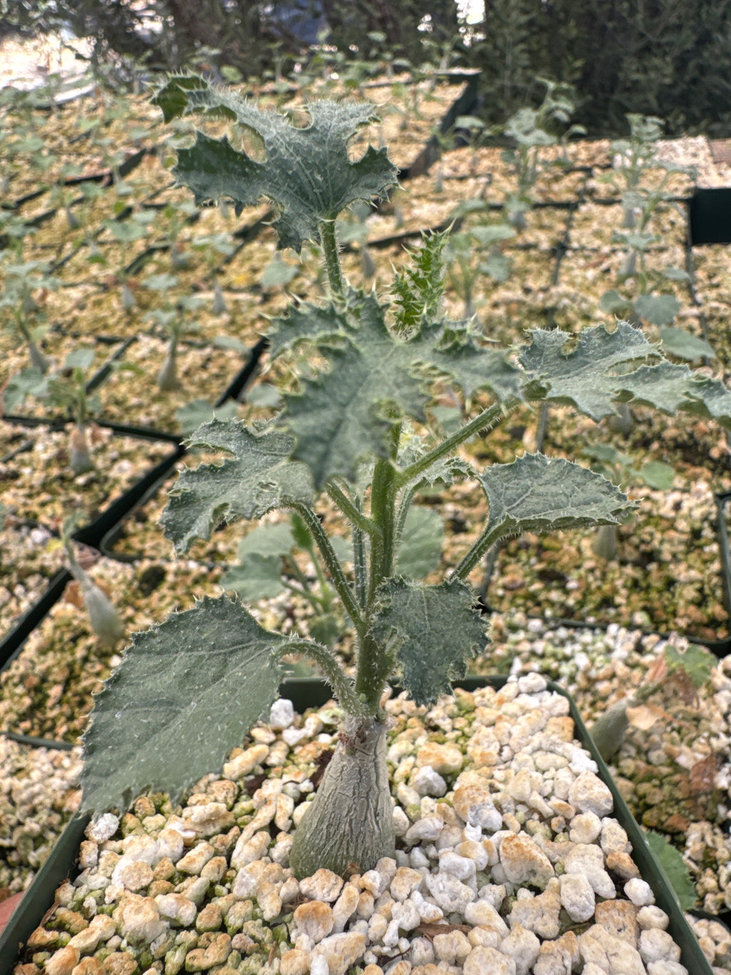 Dendrosicyos socotranum