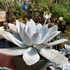 Echeveria cante