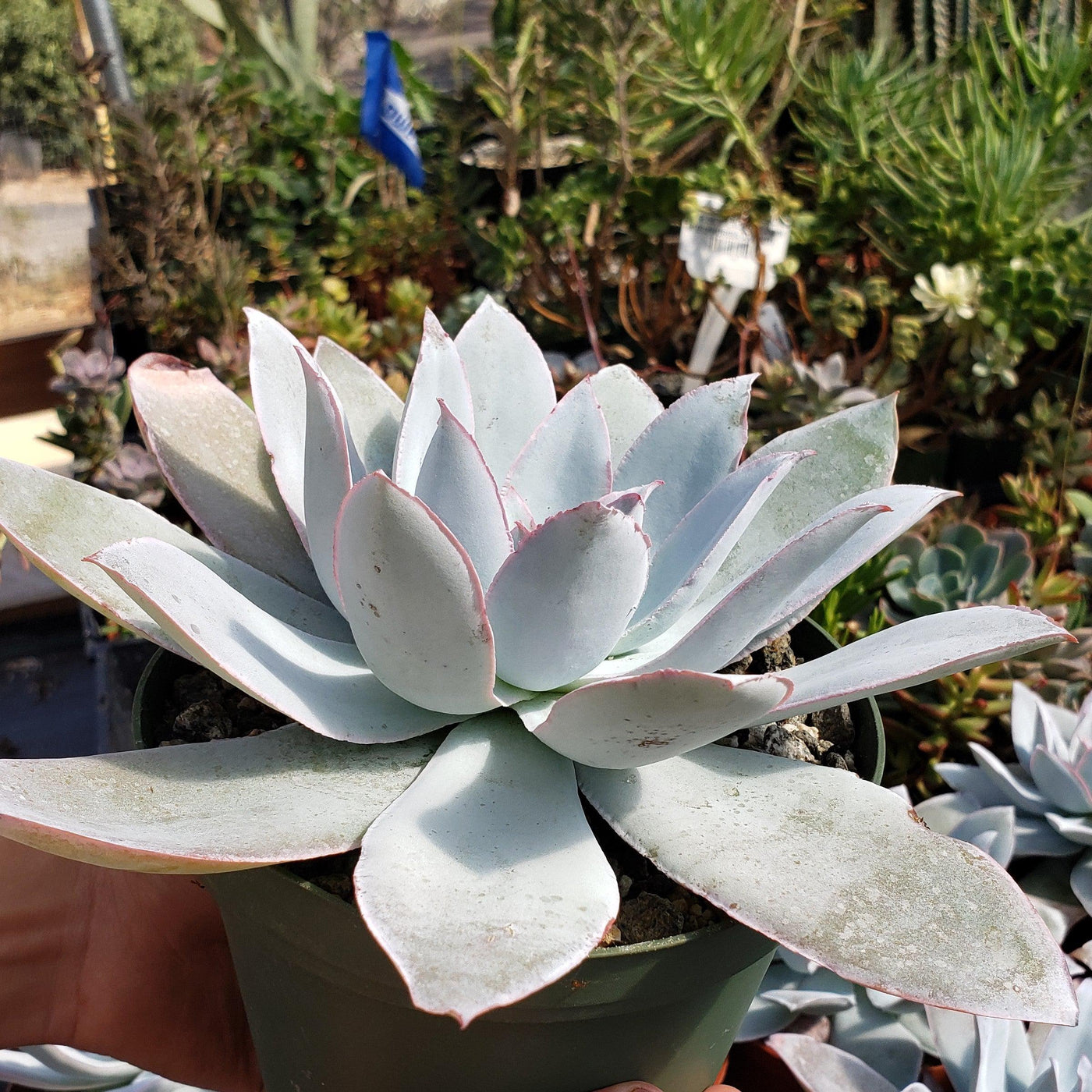 white cloud succulent Echeveria cante