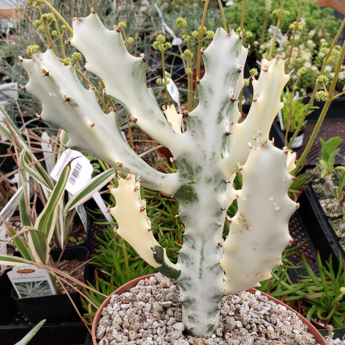 White Ghost Cactus - Euphorbia Lactea variegata