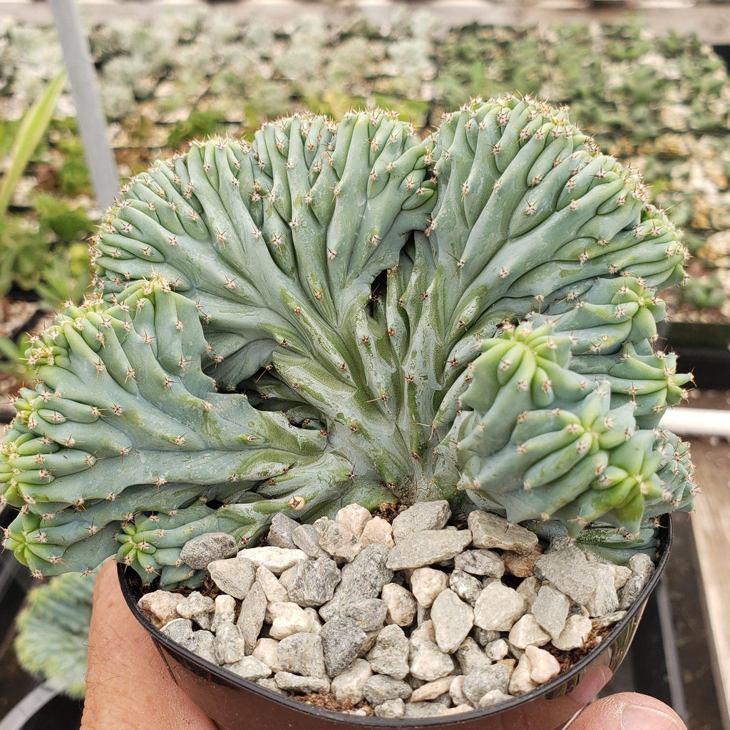 Myrtillocactus geometrizans Crested &