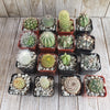 Assorted 2-Inch Cactus (4-64 Packs)