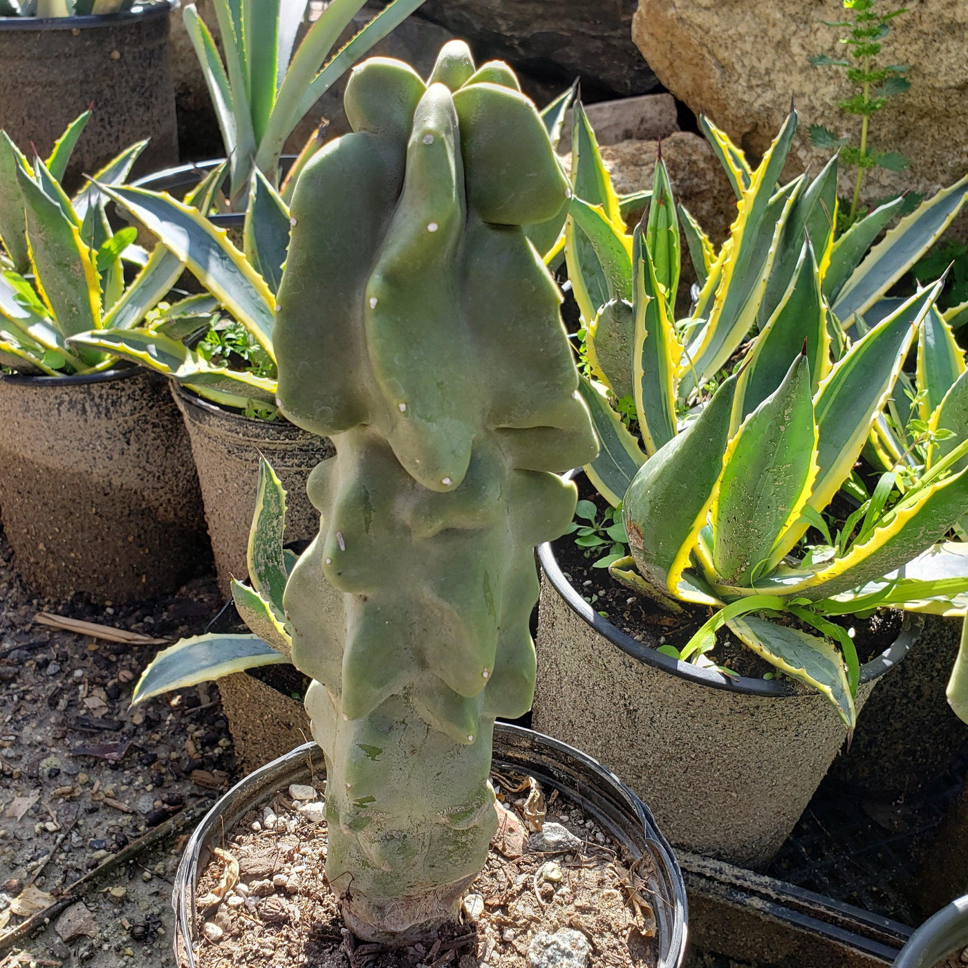 Totem Pole Cactus 'Lophocereus schottii' - 4