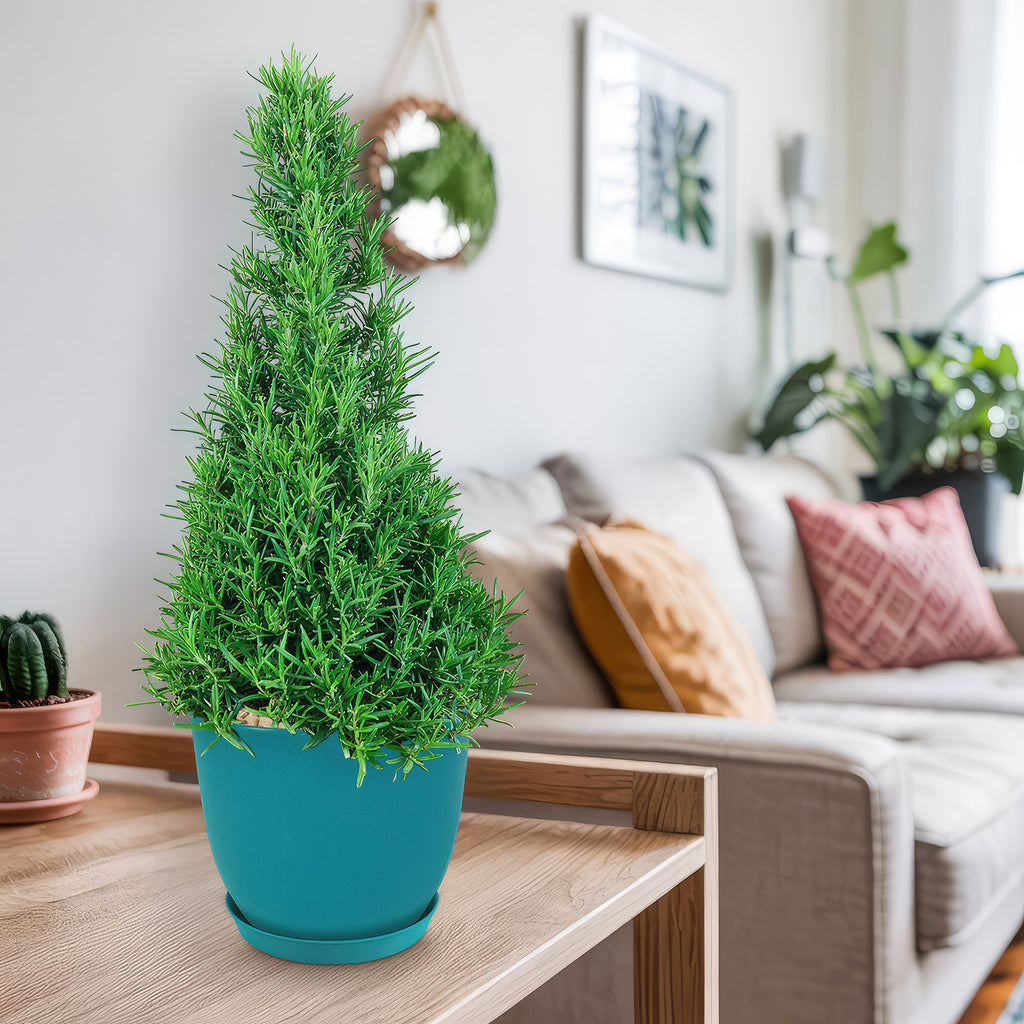 Rosemary Christmas Tree ‘Salvia rosemarinus’