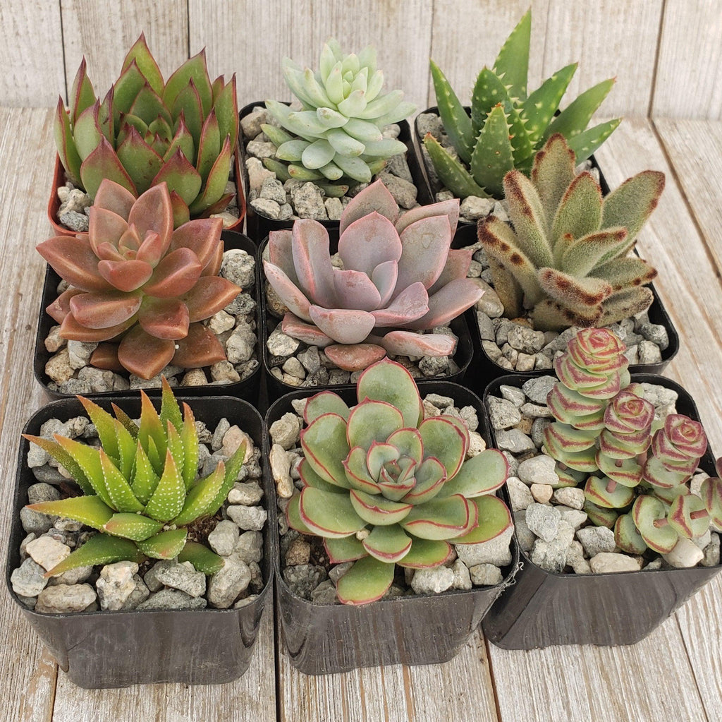 Assorted 2-Inch Succulents (4-64 Packs)