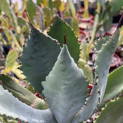 Agave colorata mescal ceniza